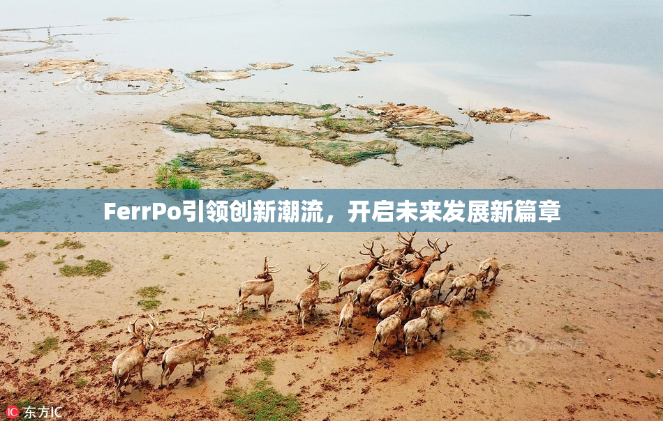 FerrPo引领创新潮流，开启未来发展新篇章
