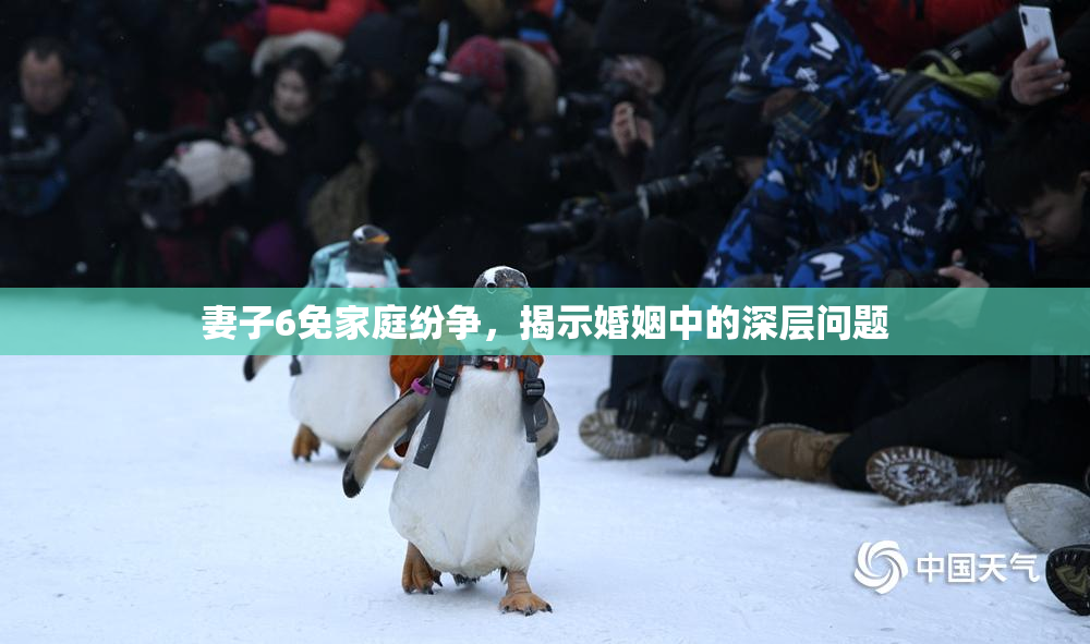 妻子6免家庭纷争，揭示婚姻中的深层问题