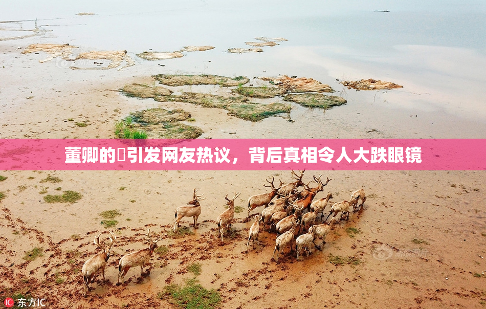 董卿的婬引发网友热议，背后真相令人大跌眼镜