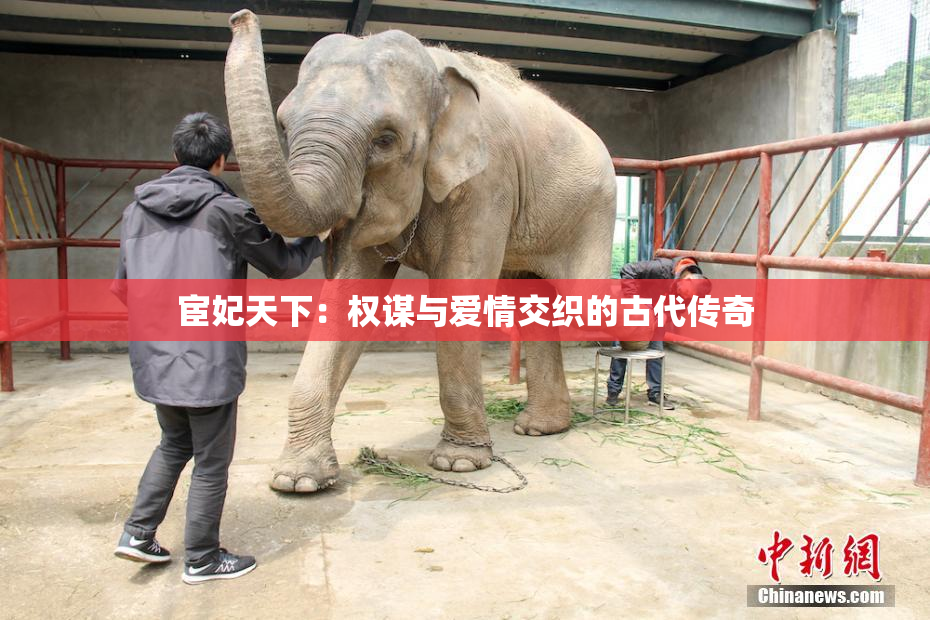 宦妃天下：权谋与爱情交织的古代传奇
