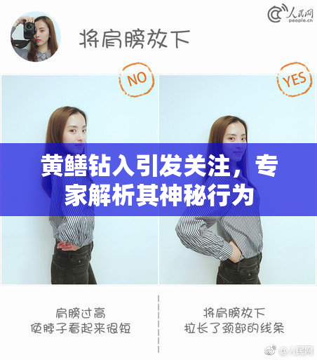 黄鳝钻入引发关注，专家解析其神秘行为