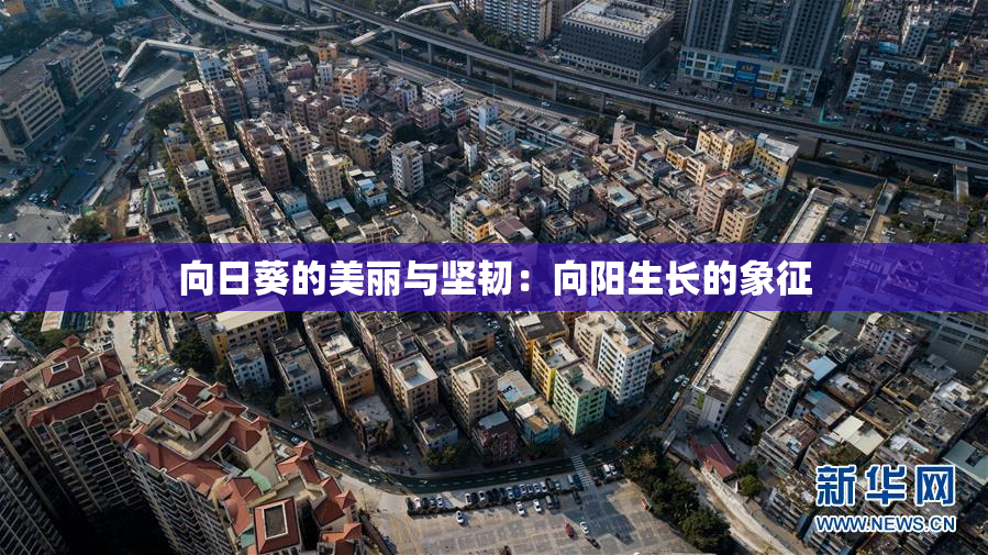 向日葵的美丽与坚韧：向阳生长的象征