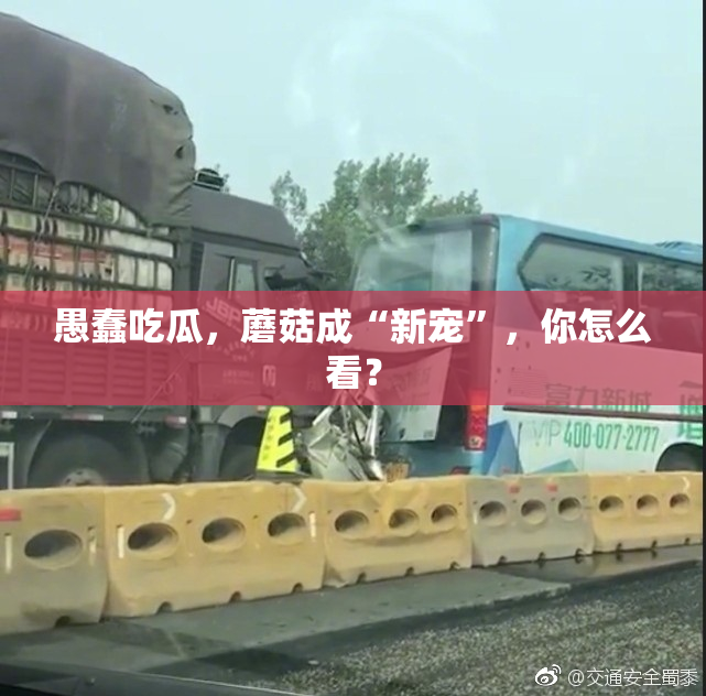 愚蠢吃瓜，蘑菇成“新宠”，你怎么看？