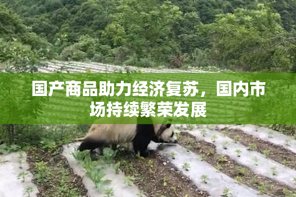 国产商品助力经济复苏，国内市场持续繁荣发展