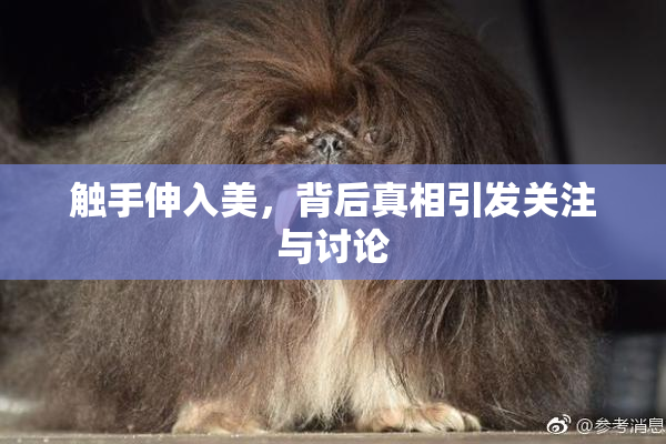 触手伸入美，背后真相引发关注与讨论