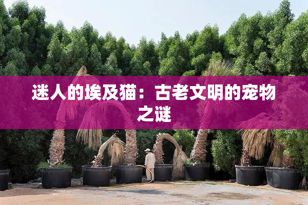 迷人的埃及猫：古老文明的宠物之谜