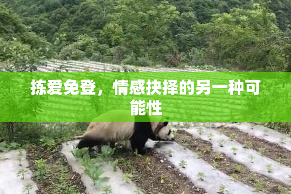 拣爱免登，情感抉择的另一种可能性