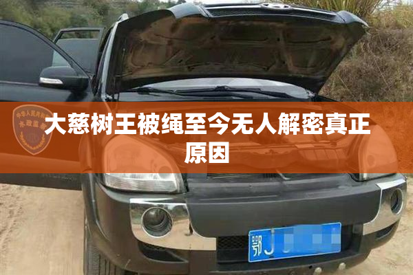 大慈树王被绳至今无人解密真正原因