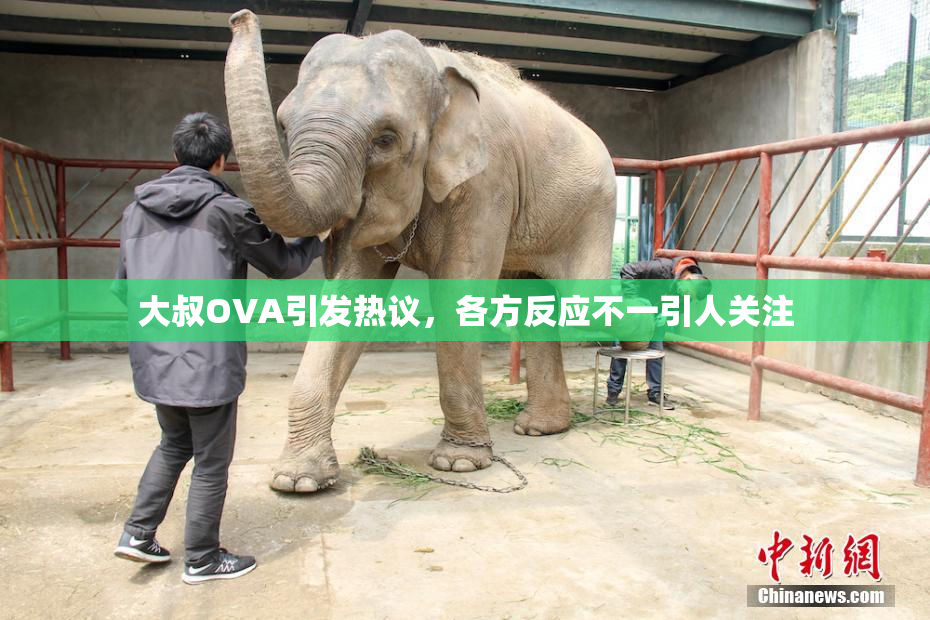 大叔OVA引发热议，各方反应不一引人关注