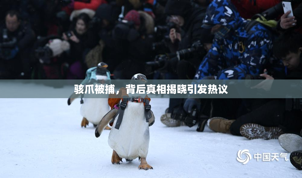 骇爪被捕，背后真相揭晓引发热议