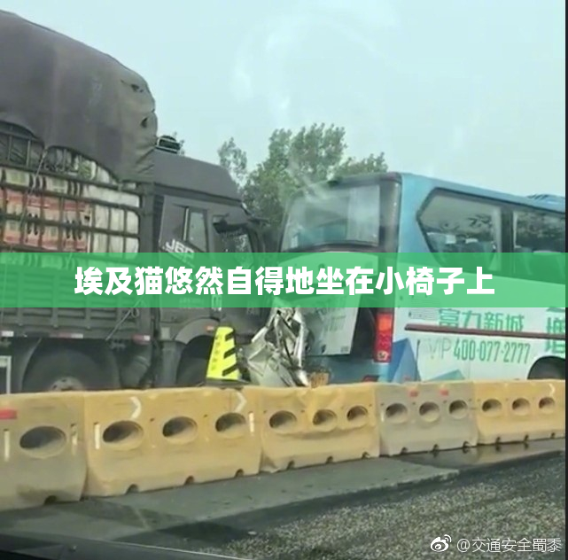 埃及猫悠然自得地坐在小椅子上