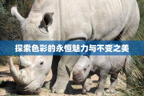 探索色彩的永恒魅力与不变之美