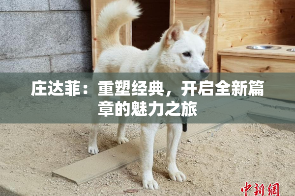 庄达菲：重塑经典，开启全新篇章的魅力之旅