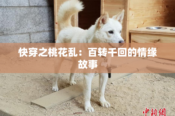 快穿之桃花乱：百转千回的情缘故事