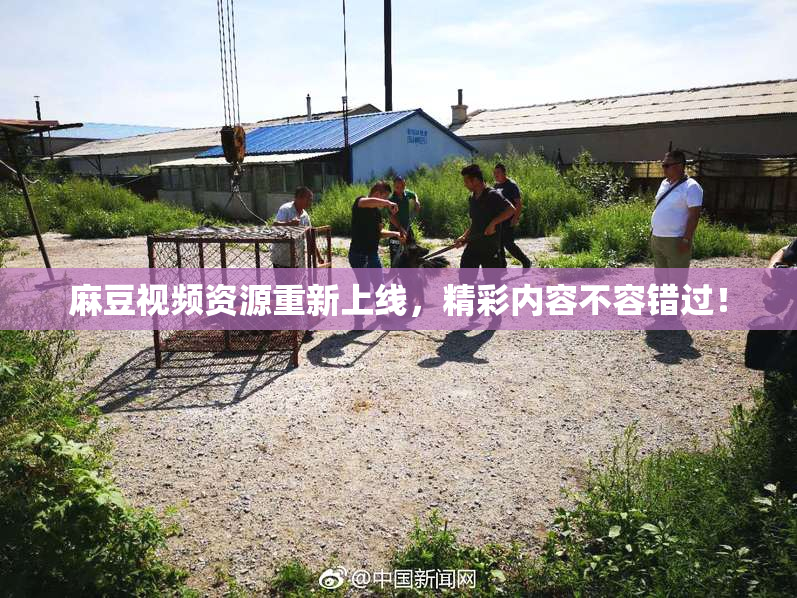 麻豆视频资源重新上线，精彩内容不容错过！