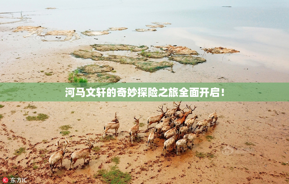 河马文轩的奇妙探险之旅全面开启！