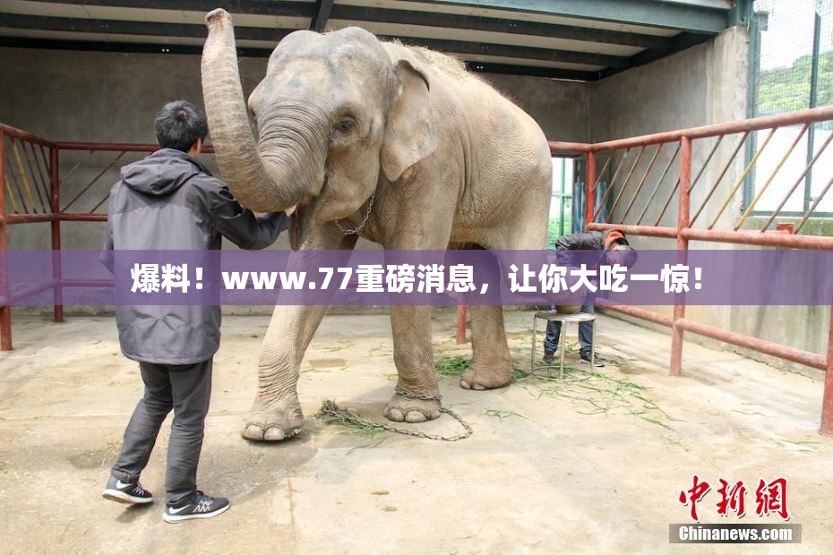 爆料！www.77重磅消息，让你大吃一惊！