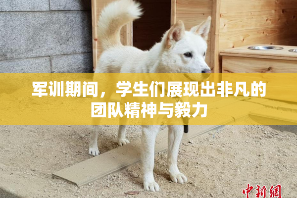 军训期间，学生们展现出非凡的团队精神与毅力