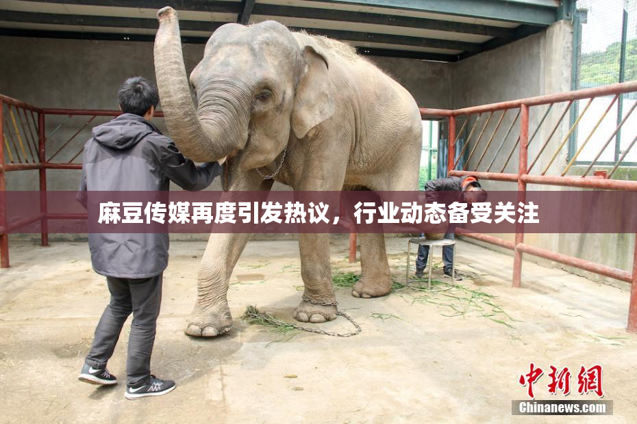 麻豆传媒再度引发热议，行业动态备受关注
