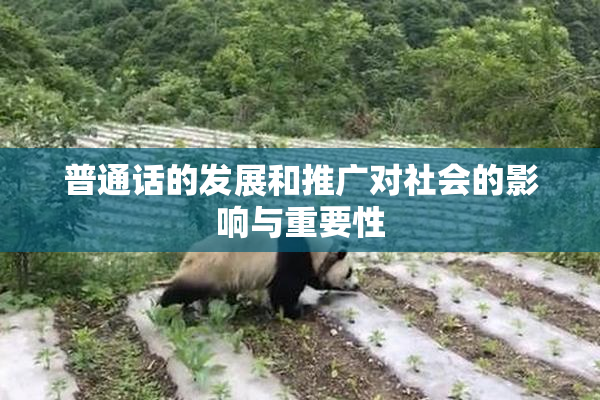 普通话的发展和推广对社会的影响与重要性
