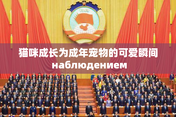 猫咪成长为成年宠物的可爱瞬间 наблюдением