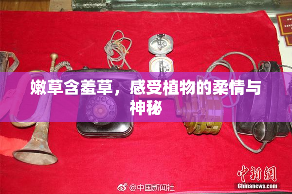 嫩草含羞草，感受植物的柔情与神秘
