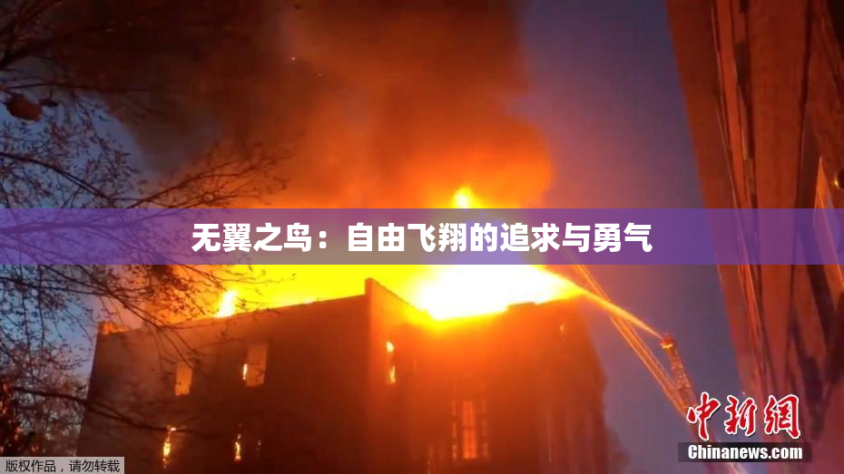 无翼之鸟：自由飞翔的追求与勇气