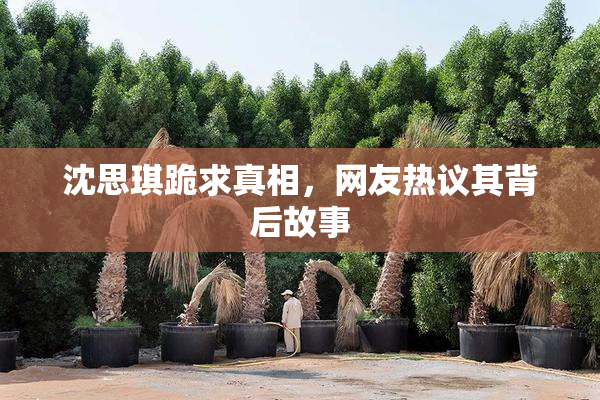 沈思琪跪求真相，网友热议其背后故事