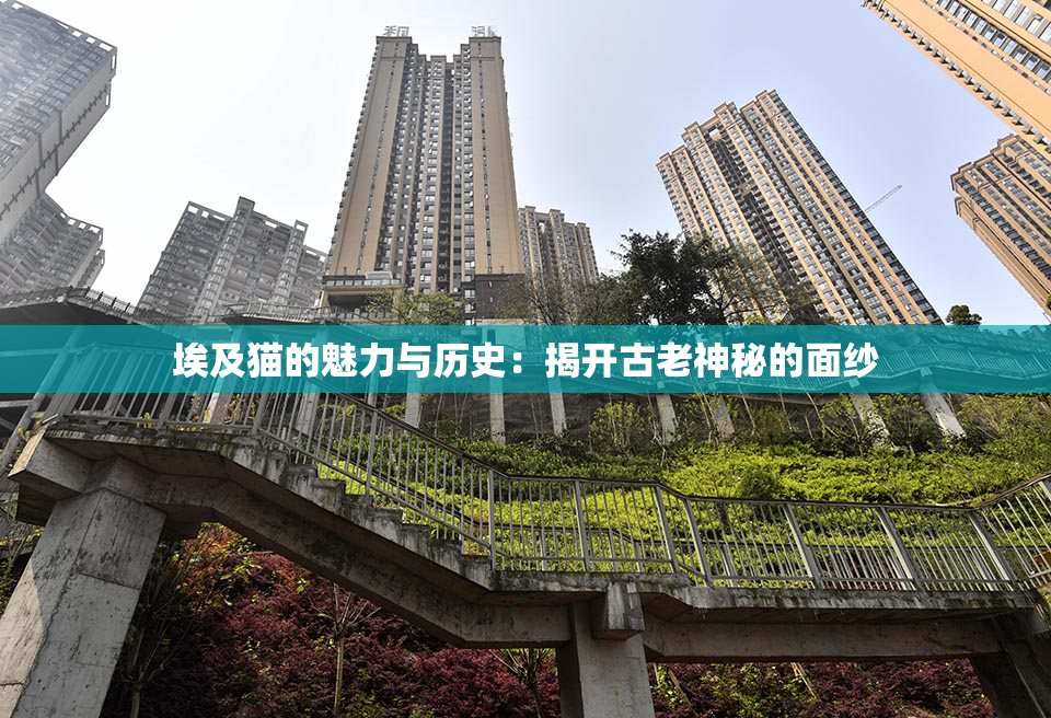 埃及猫的魅力与历史：揭开古老神秘的面纱