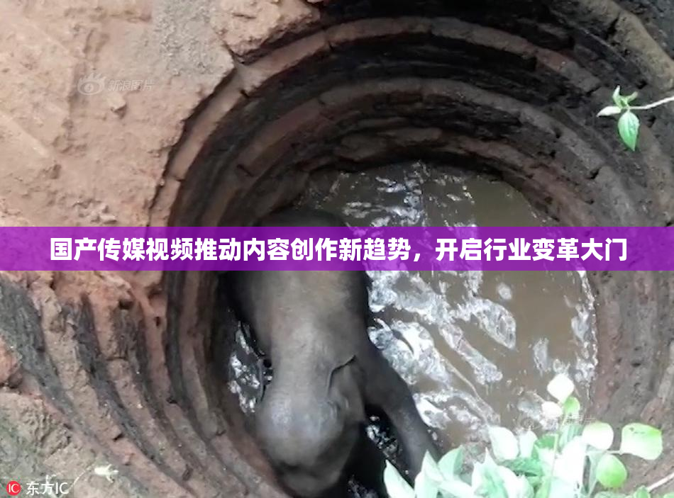 国产传媒视频推动内容创作新趋势，开启行业变革大门