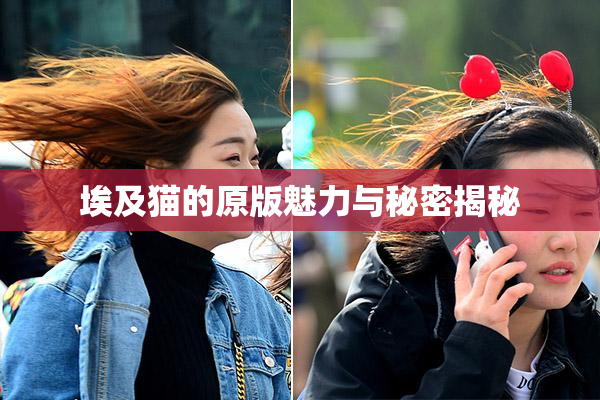 埃及猫的原版魅力与秘密揭秘