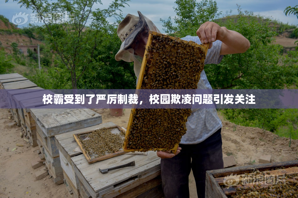 校霸受到了严厉制裁，校园欺凌问题引发关注