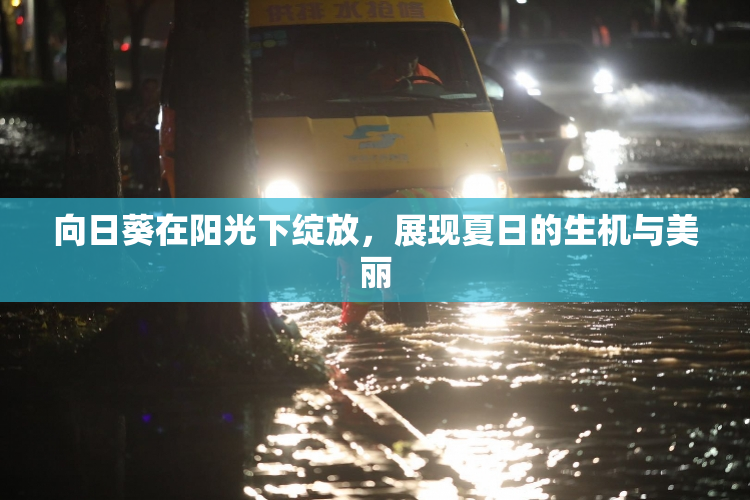 向日葵在阳光下绽放，展现夏日的生机与美丽