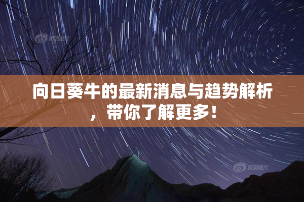向日葵牛的最新消息与趋势解析，带你了解更多！