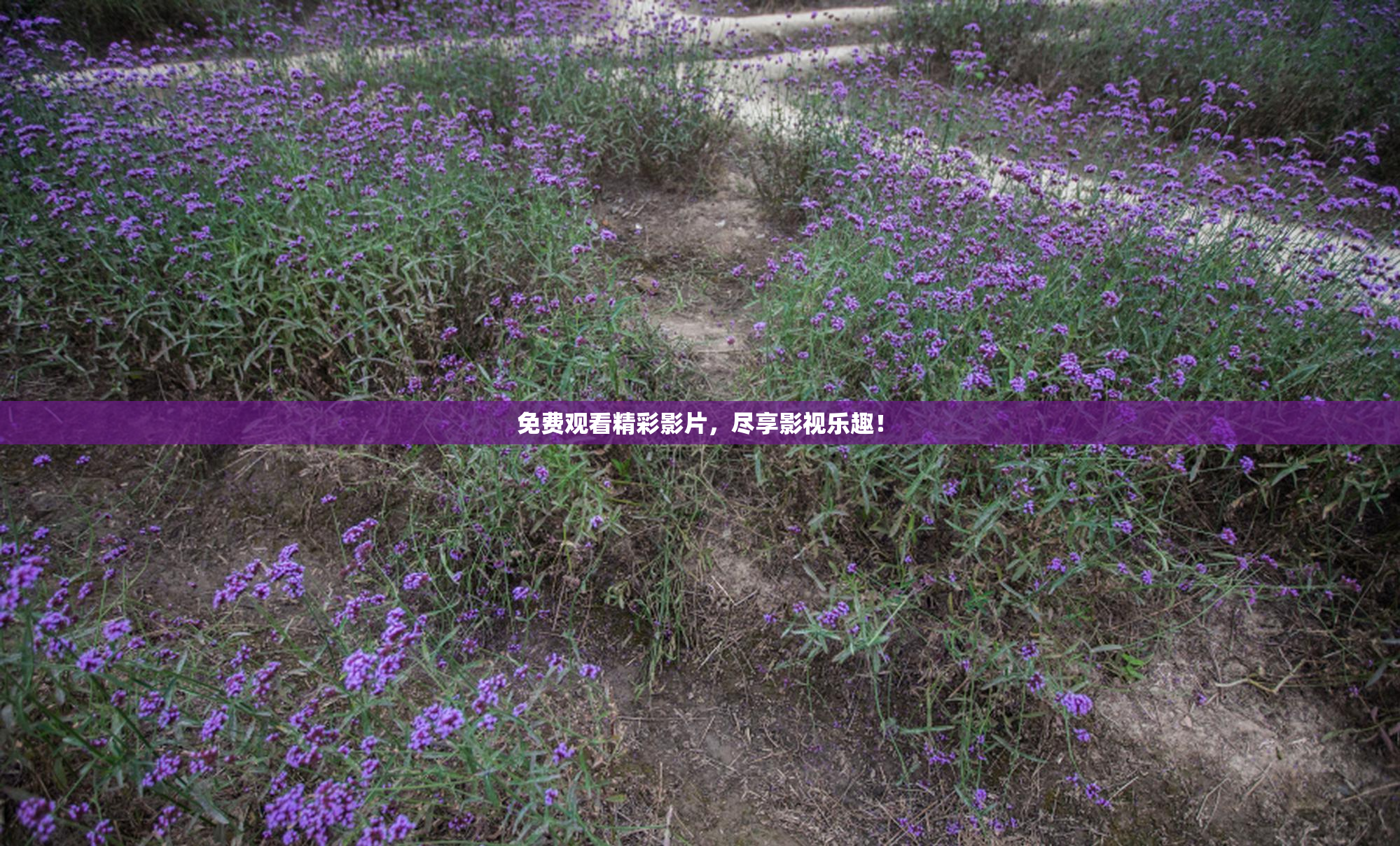 免费观看精彩影片，尽享影视乐趣！