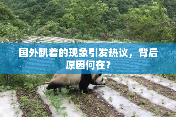 国外趴着的现象引发热议，背后原因何在？