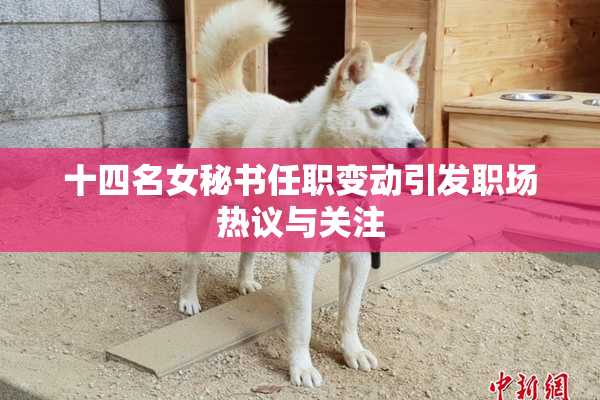 十四名女秘书任职变动引发职场热议与关注