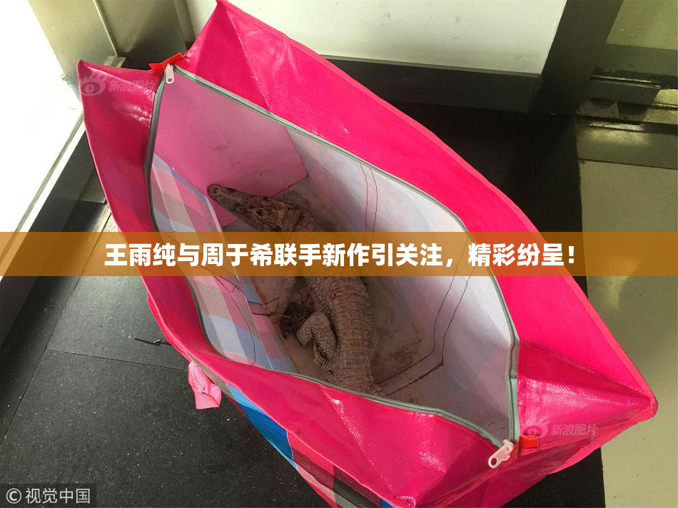 王雨纯与周于希联手新作引关注，精彩纷呈！