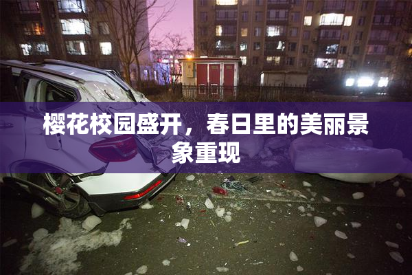 樱花校园盛开，春日里的美丽景象重现