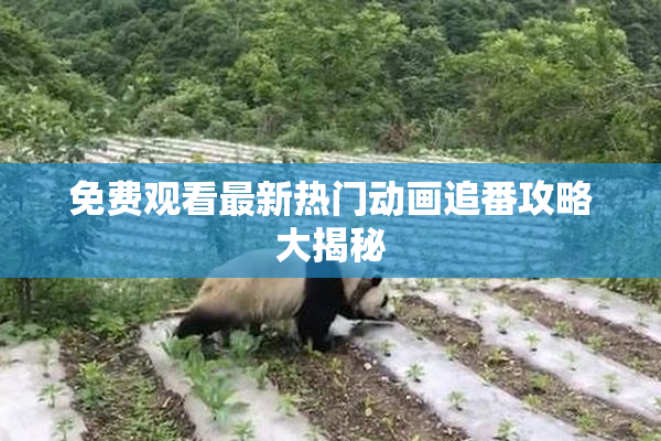 免费观看最新热门动画追番攻略大揭秘