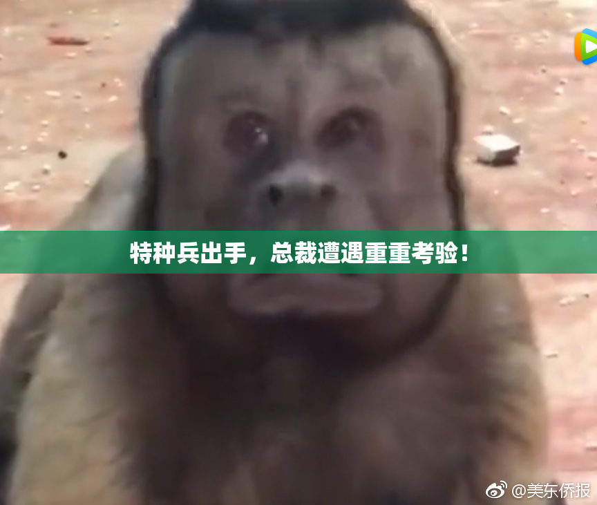 特种兵出手，总裁遭遇重重考验！