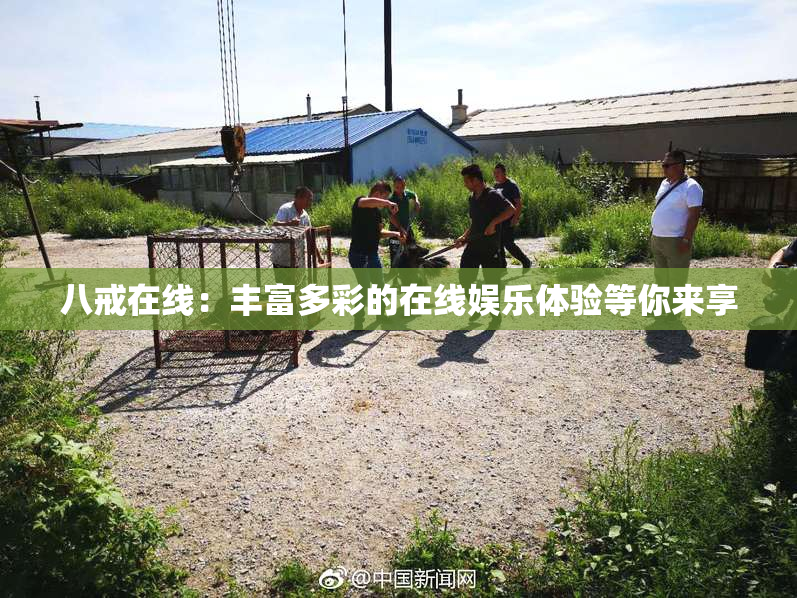 八戒在线：丰富多彩的在线娱乐体验等你来享