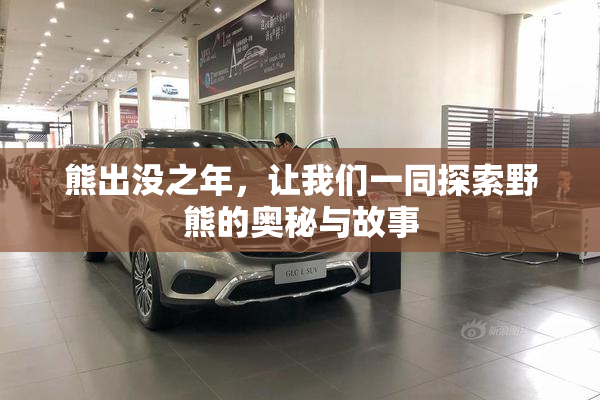熊出没之年，让我们一同探索野熊的奥秘与故事