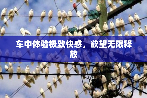 车中体验极致快感，欲望无限释放