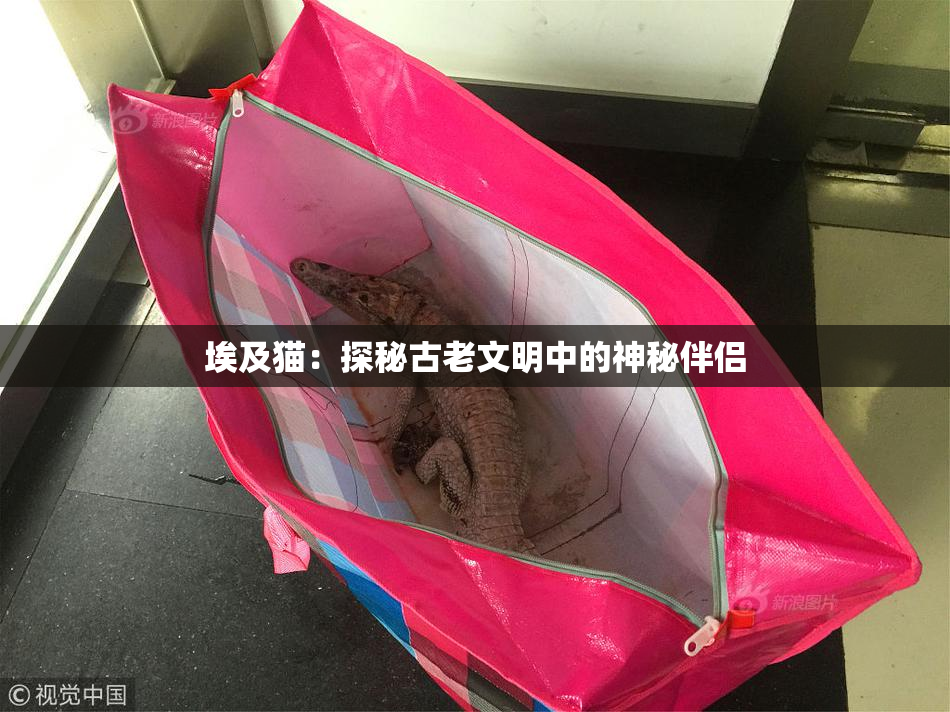 埃及猫：探秘古老文明中的神秘伴侣