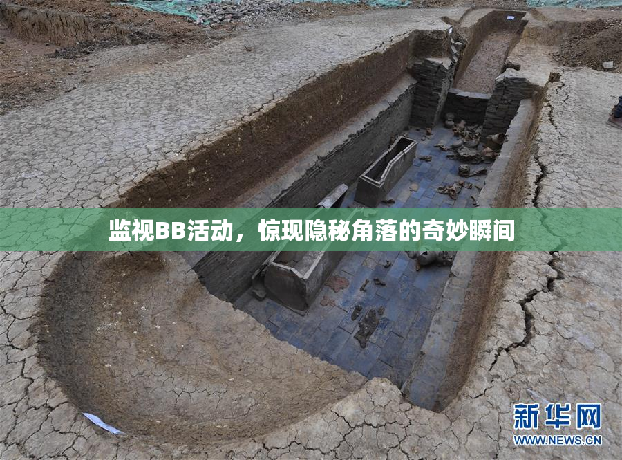 监视BB活动，惊现隐秘角落的奇妙瞬间