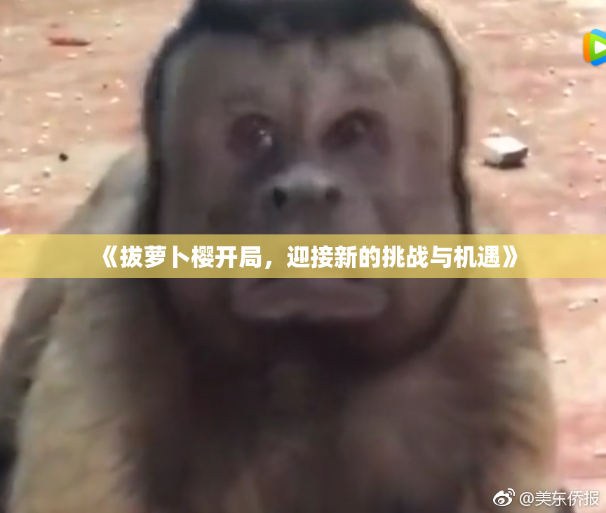 《拔萝卜樱开局，迎接新的挑战与机遇》