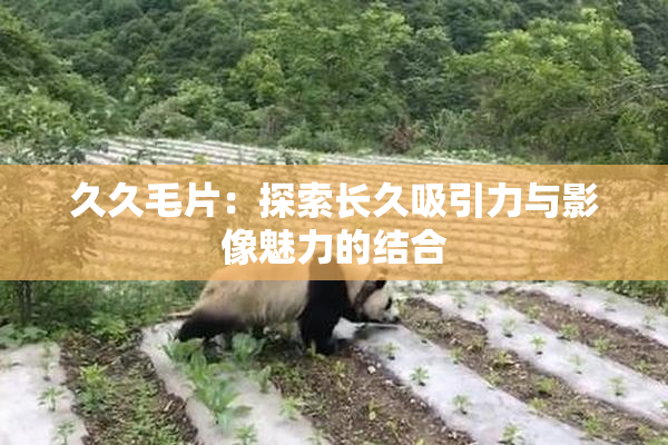 久久毛片：探索长久吸引力与影像魅力的结合