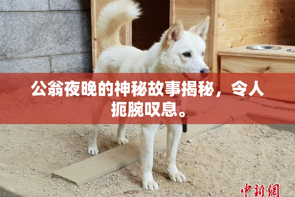公翁夜晚的神秘故事揭秘，令人扼腕叹息。