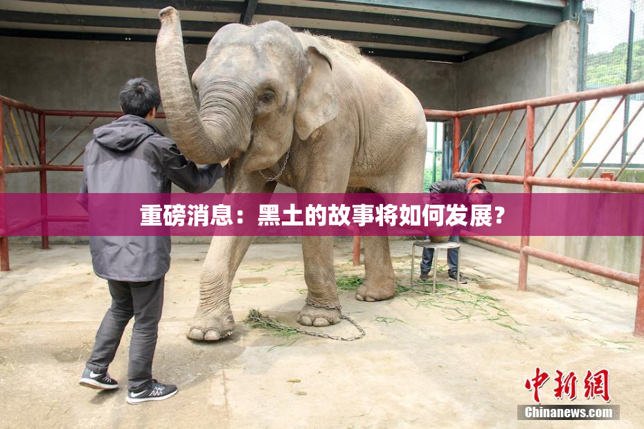 重磅消息：黑土的故事将如何发展？